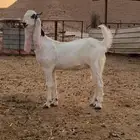 جفرتين مطورات جذعات