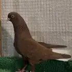 زوج نوريات