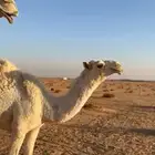 حواره بكره وضحا رمانيه طيبه 9 شهور