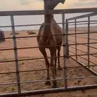 للبيع بكره مفروده صفرا كفو