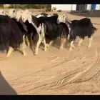 شياه نجد نوادر ( تم البيع )