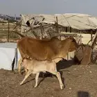 بقرة عليها حسيل