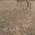 بكرة