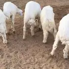 للبيع بهم حري