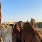 حشوان فاخره