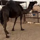 اللقحات حمر ا ساحليه ودمجهم