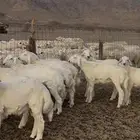 ذبايح حريات ذبح وتوصيل داخل جده