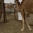 بكره عمرها سنه
