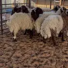 خرفان جبر بلدي