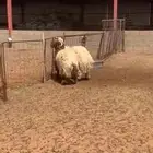 خرفان نعيم فاخره