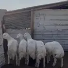 خرفان حريات بريه خاص للزوجات