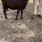 عنز حليب