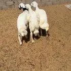 ثلاث طليان للبيع