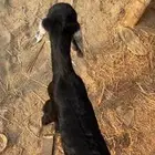 اثنين تيوس عوارض دواغير