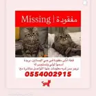 قطه مفقوده