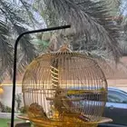 كروان هولدني