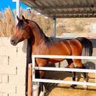 فحل مربط عربي بورق