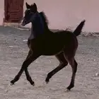 للبيع فرس شعبيه لقاح ثقيل