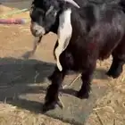 تيس مشروع فحل عارضي خصم ماشاء الله تبارك الله