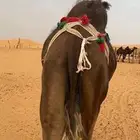 عشراء