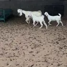 للبيع عنز سدس مشروكه