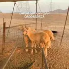 غنم للبيع