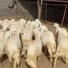 45 من البهم 35 خروووف والباقي رخال