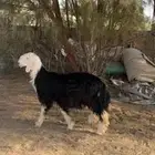 للبيع طلي نجدي طيب