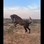 مهر عربي شيخ بدون أوراق
