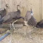 طاووس طاوؤس ازرق
