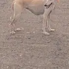 ايناث سلق مستوى بطل