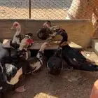بط مصري شرط الصحه وانتاج