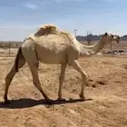 قعود