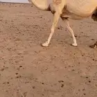 ناقه كفو للبيع