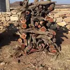 حطب قرض مستورد حملت شاص كفو