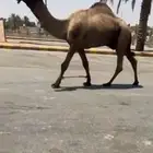 للبيع البعير الكفو الدبياني