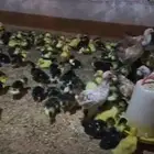 للبيع صوص بط مسكوفي