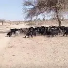 تيوس وعنقان مراح واحد نظاف وسمان