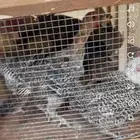 دجاج حبشي بباض