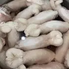 ذبايح بريه حري نعيمي نجدي تيوس يوجد خدمه الذبح والتوصيل
