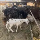 ضان ولد