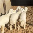 رخال حريات صنف الصنف
