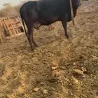 بقره وحسيله للبيع