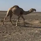 قعود للبيع علياني