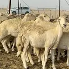 غنم حرية رخال صنف تمتاز بعكفت الروس والشعرا الحرشا 92 راس