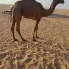 قعود على جمل دبيان