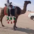 للبيع رحول ابل طوع