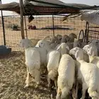 رخال حريه صنف الصنف وفاخره