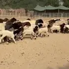 رغايث نعيم فاخره