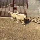 ضان